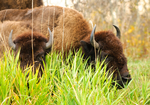 Raising Animals - Bison Products - Canadian Rangeland Bison & Elk