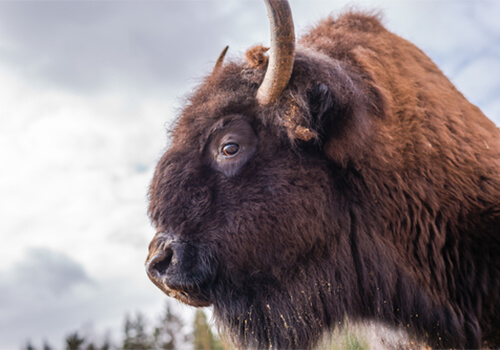 Red Meat - Premium Meat - Canadian Rangeland Bison & Elk