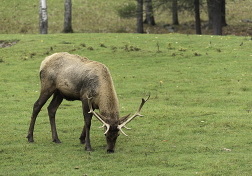 Elk Wapiti - Anglophone Canadians - Canadian Rangeland Bison & Elk