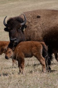 raising bison