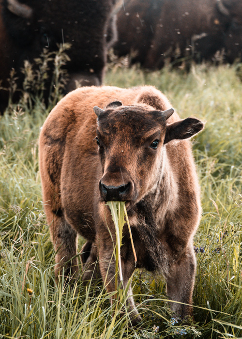 Bison - regenerative agriculture