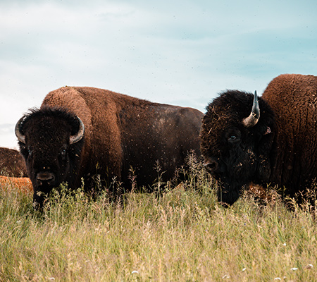 Free range bison roaming in the field